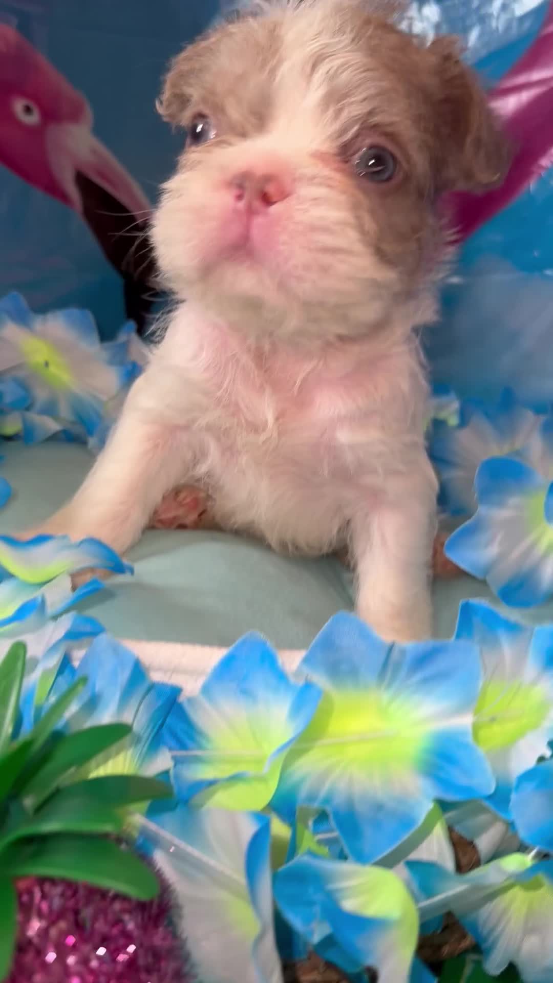 French Bulldog dogs for sale: French Bulldog Puppy 3 - Video 2