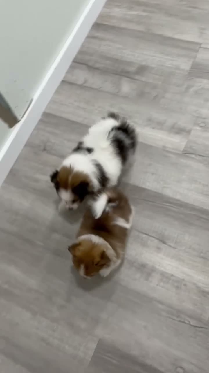Pomeranian dogs for sale: Oreo - Video 2