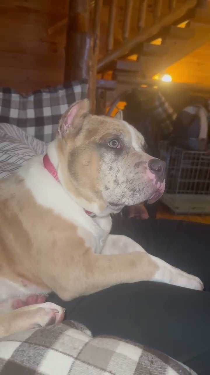 American Bully dogs for sale: Oakley - Video 1