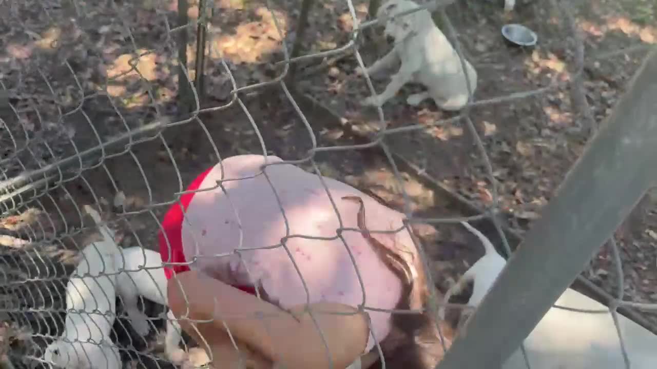 Dogo Argentino dogs for sale: Dogo Argentino Puppy 1 - Video 1
