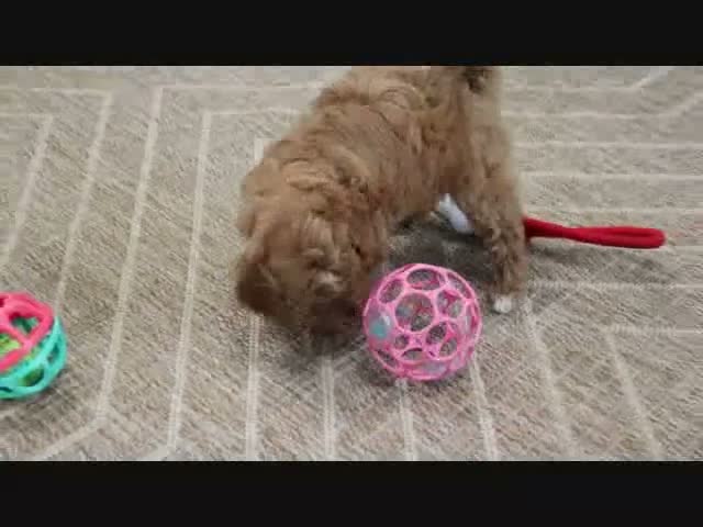 Mini Goldendoodle dogs for sale: Libby - Video 3