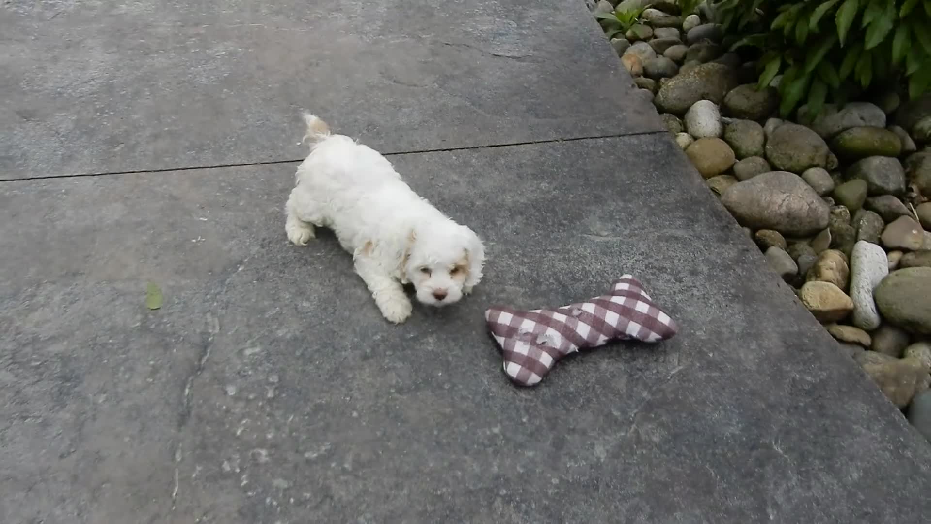 Cockapoo dogs for sale: Summer - Video 2