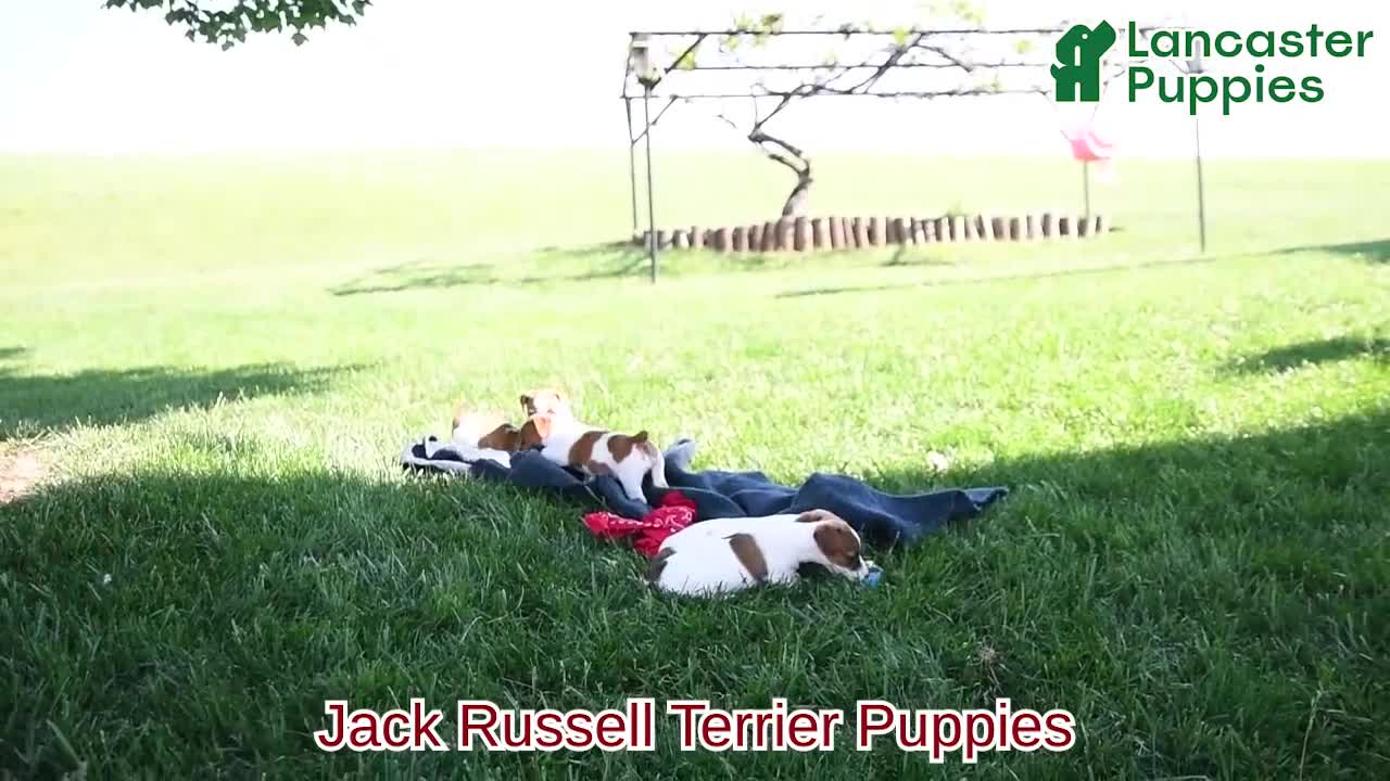 Jack Russell Terrier dogs for sale: Julia - Video 1