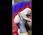 American Bully dogs for sale: Blue-coated female - Video 1