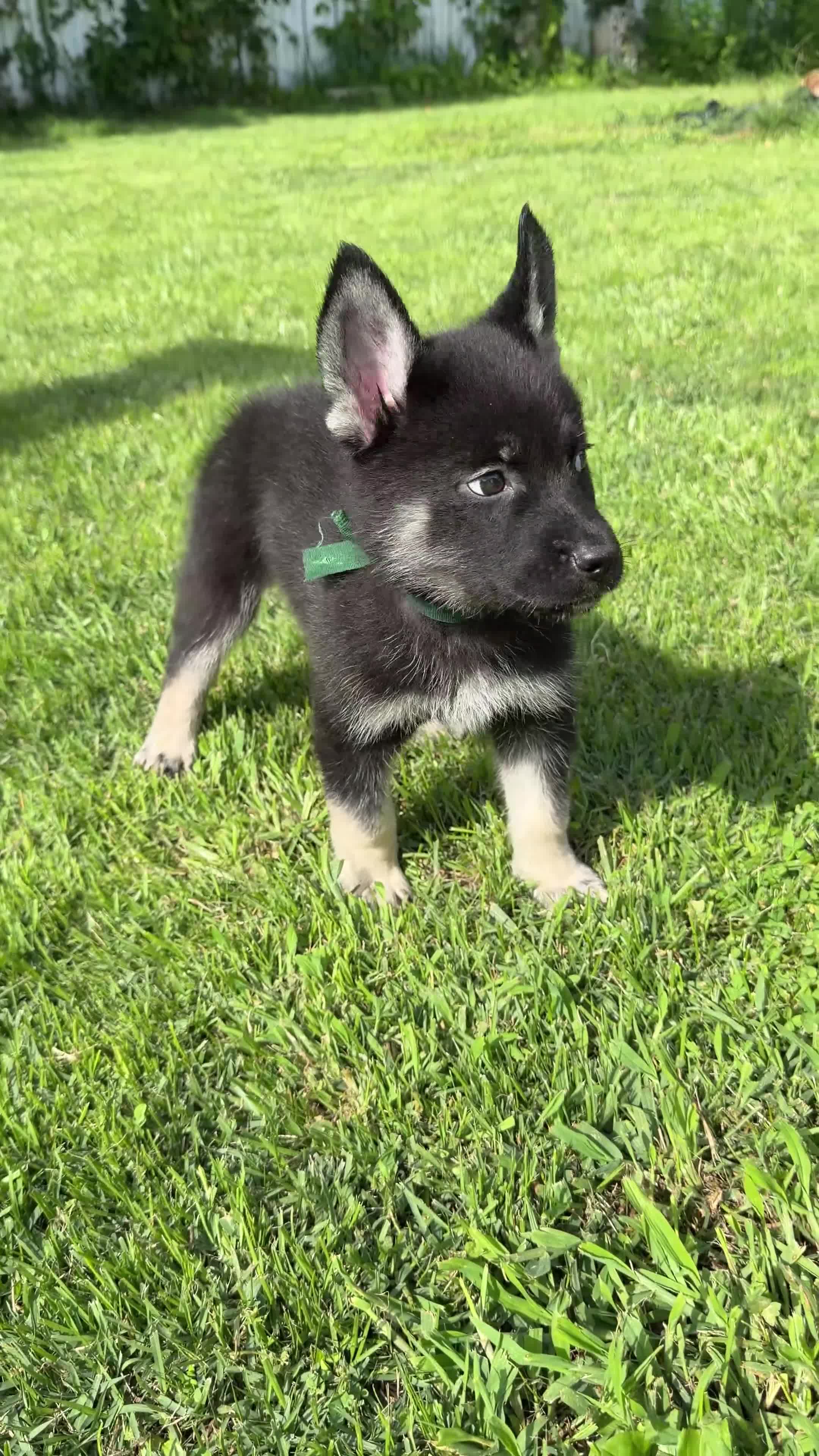 Gerberian Shepsky dogs for sale: Maximus - Video 1