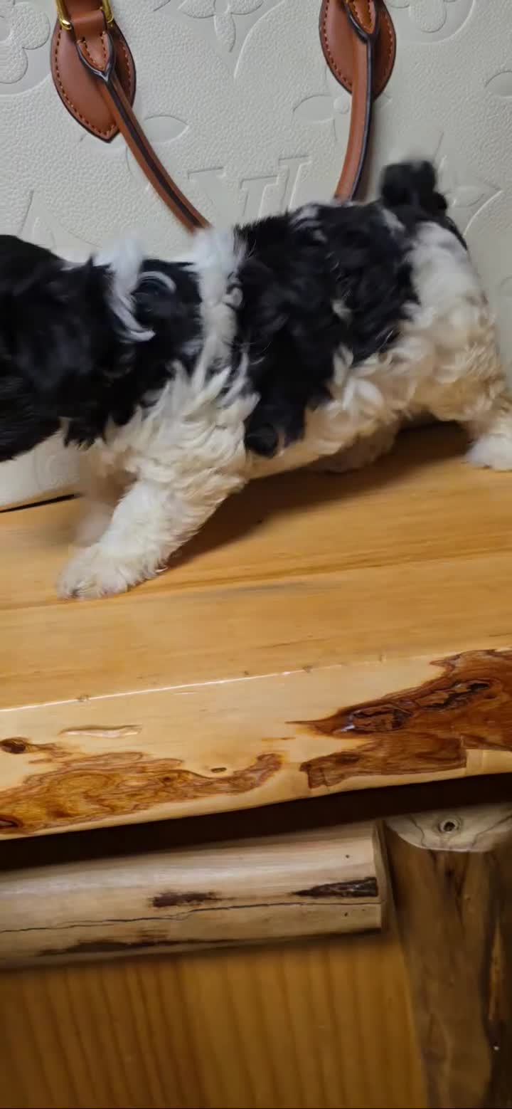 Yorkiepoo dogs for sale: Yorkiepoo 1 - Video 1