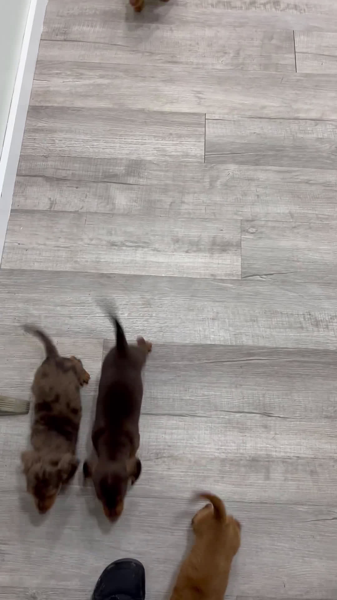 Miniature Dachshund dogs for sale: Oliver - Video 1