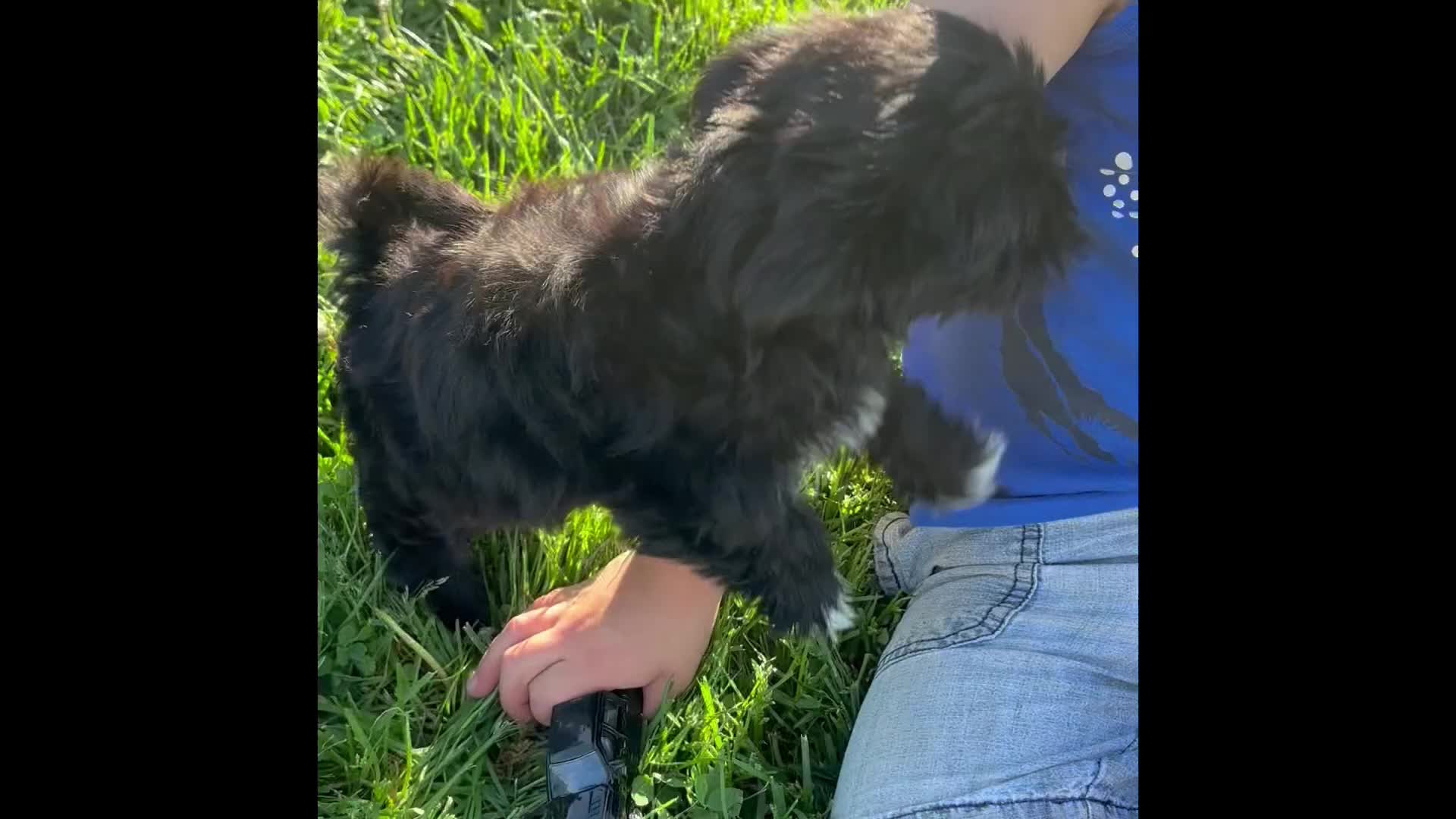 Morkie dogs for sale: Miss Janie  - Video 1