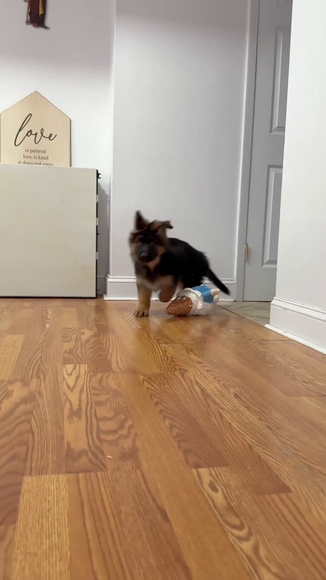 German Shepherd dogs for sale: Sugar - Video 2