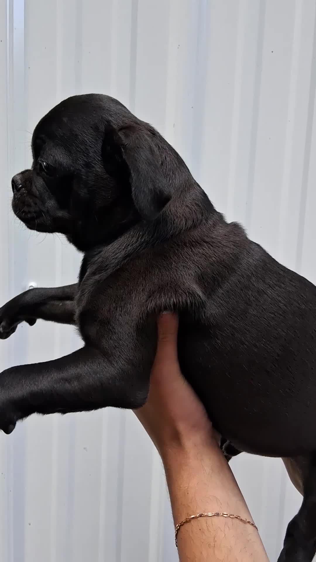 Pug dogs for sale: King - Video 1