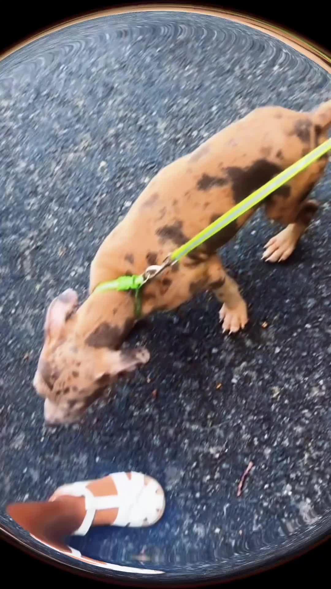 Mixed Breed dogs for sale: Mixed Breed 2 - Video 1