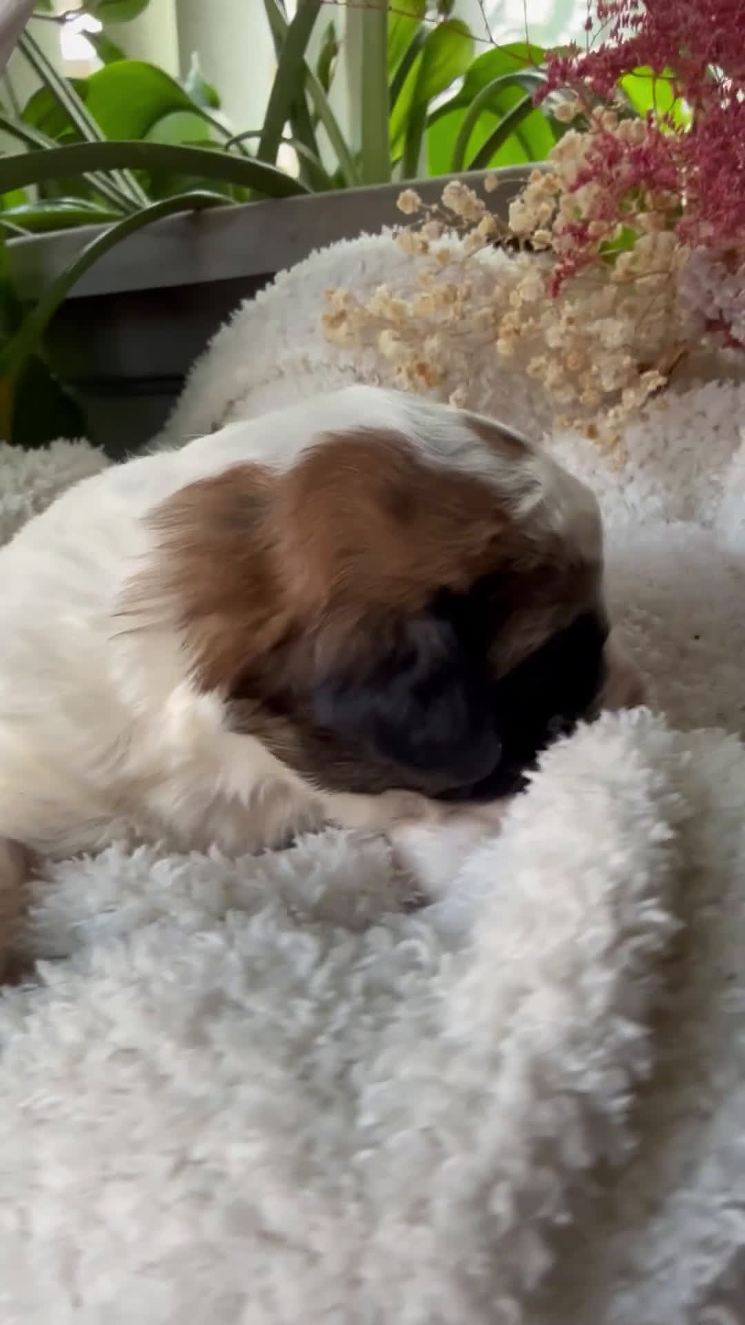 Mixed Breed dogs for sale: Sandy - Video 1