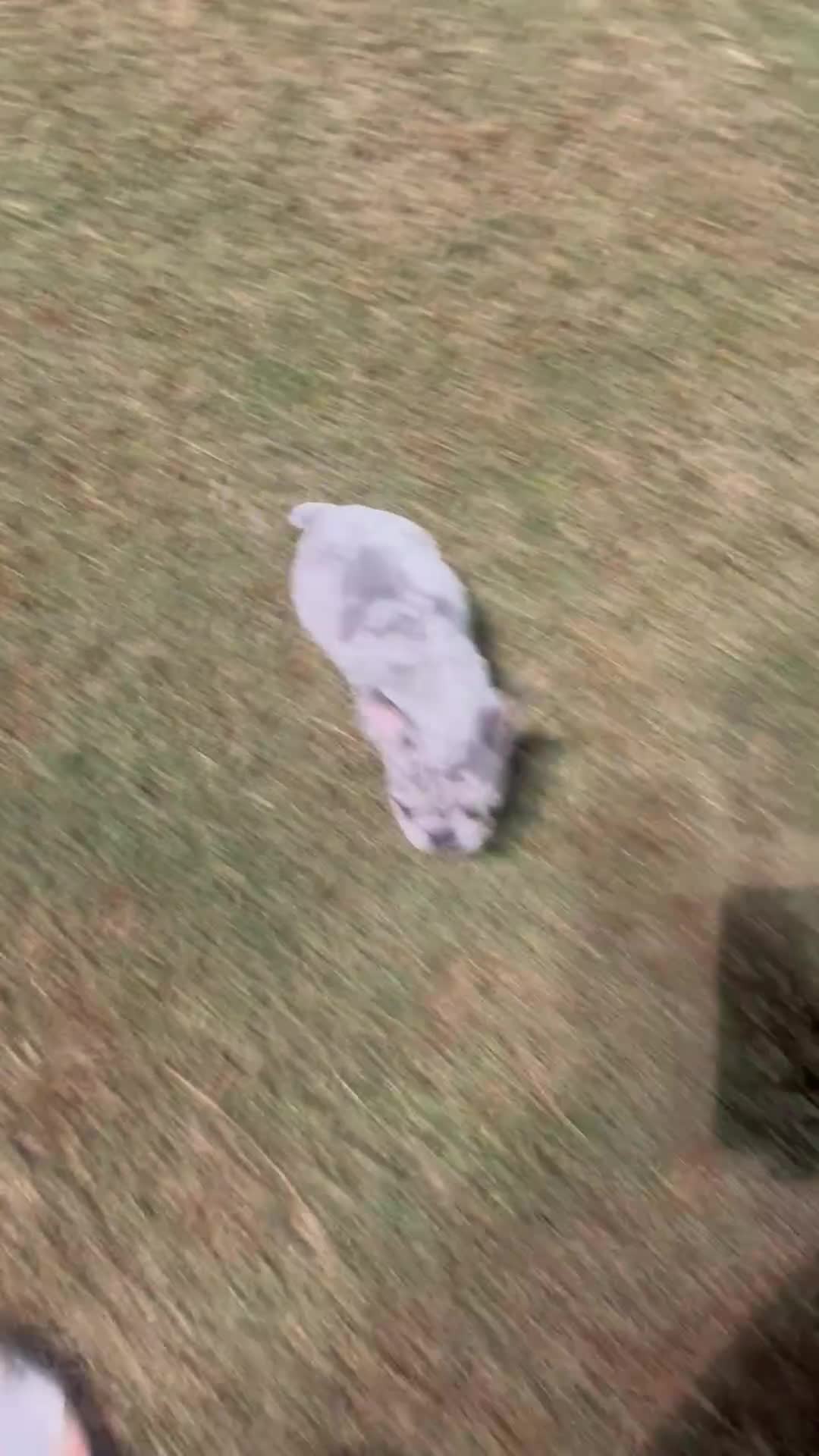 French Bulldog dogs for sale: French Bulldog 5 - Video 1