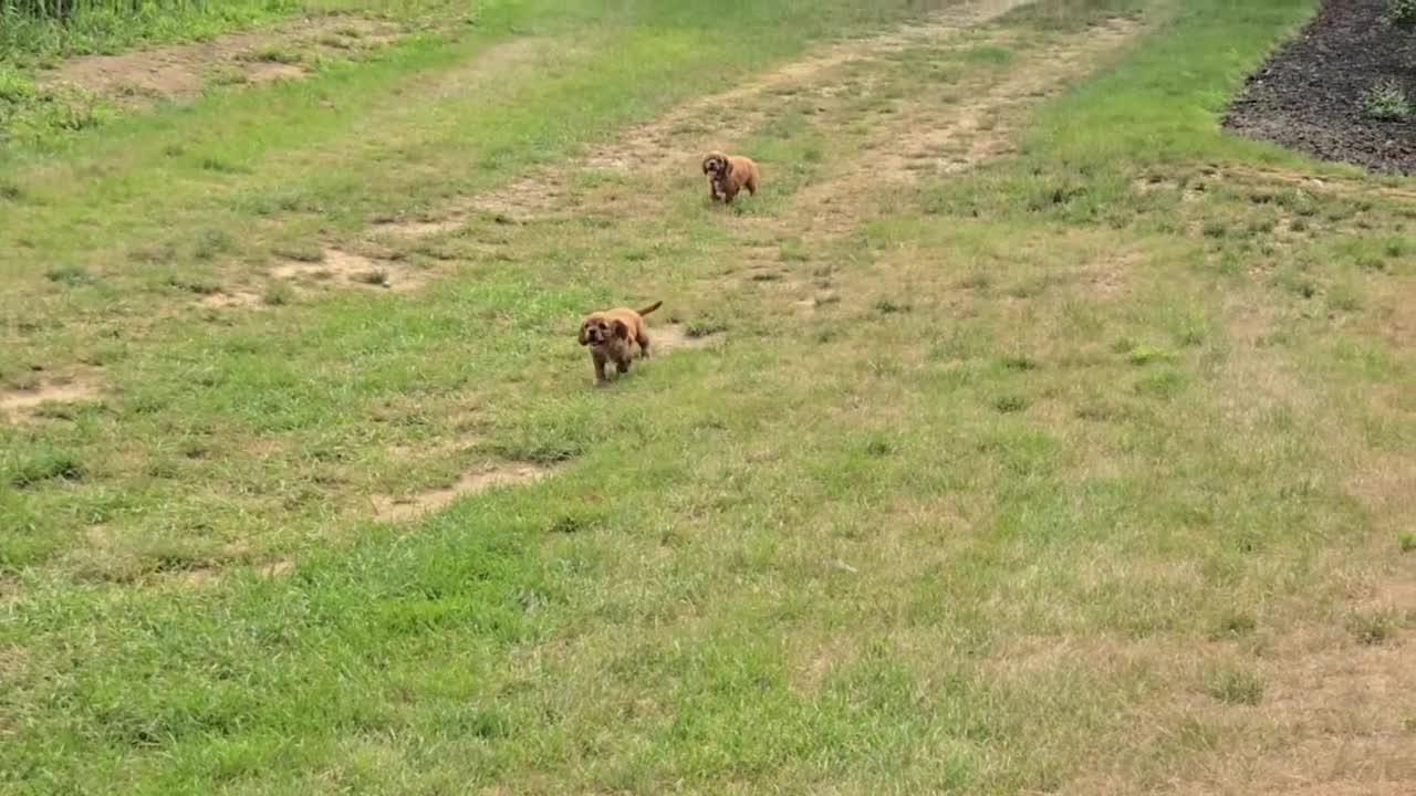 Cavalier King Charles Spaniel dogs for sale: Cavalier King Charles Spaniel 1 - Video 1
