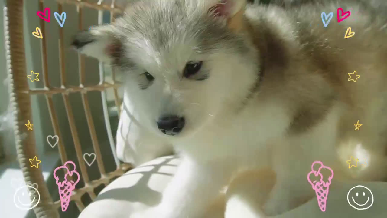 Alaskan Malamute dogs for sale: Xiao Lv - Video 1