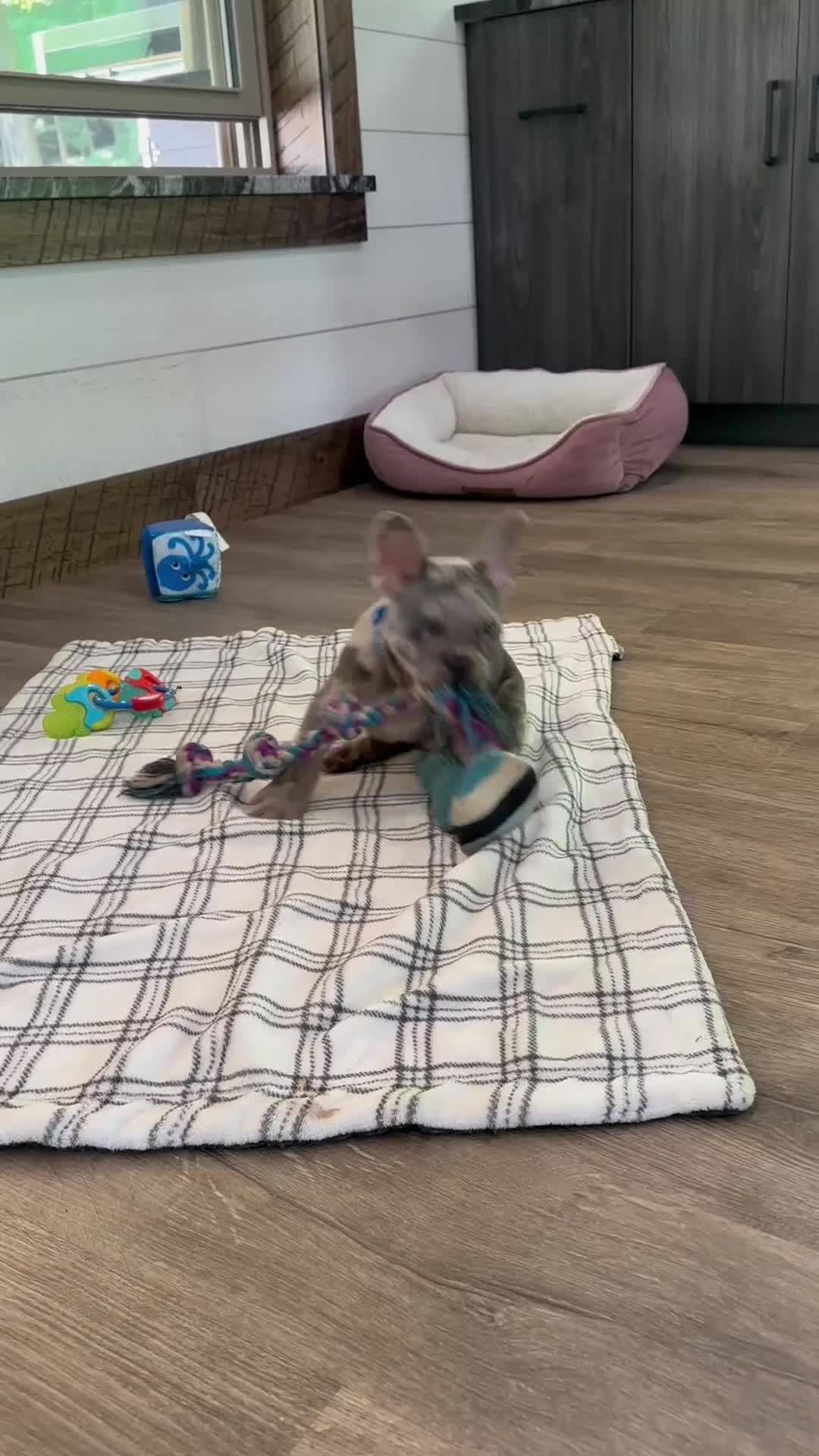 French Bulldog dogs for sale:  Lain - Video 2