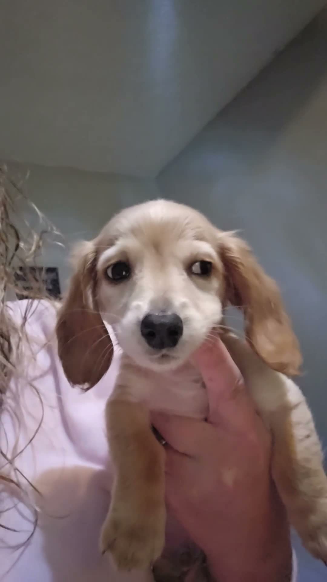 Dachshund dogs for sale: Dachshund 1 - Video 1