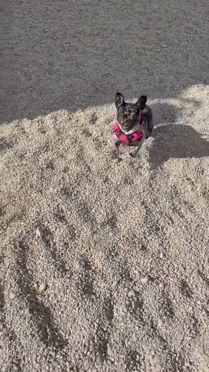 French Bulldog dogs for sale: French Bulldog 1 - Video 1