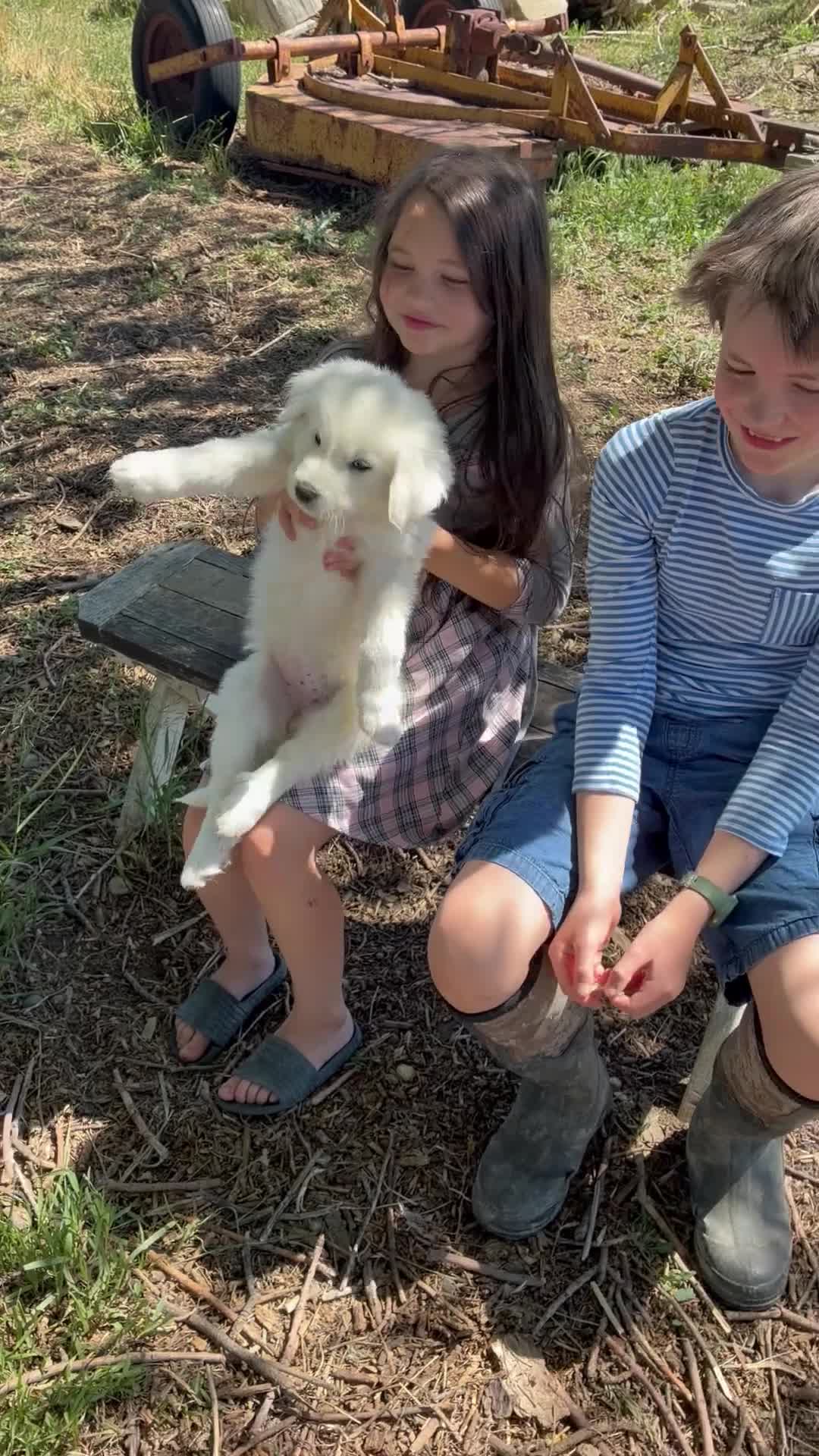 Great Pyrenees dogs for sale: John Tolkin - Video 2