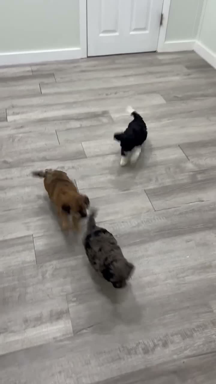Cavapoo dogs for sale: Izzy  - Video 2