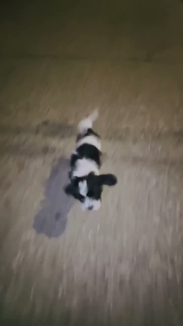 Mixed Breed dogs for sale: 🐶Teddy Bear Blue💙 - Video 3