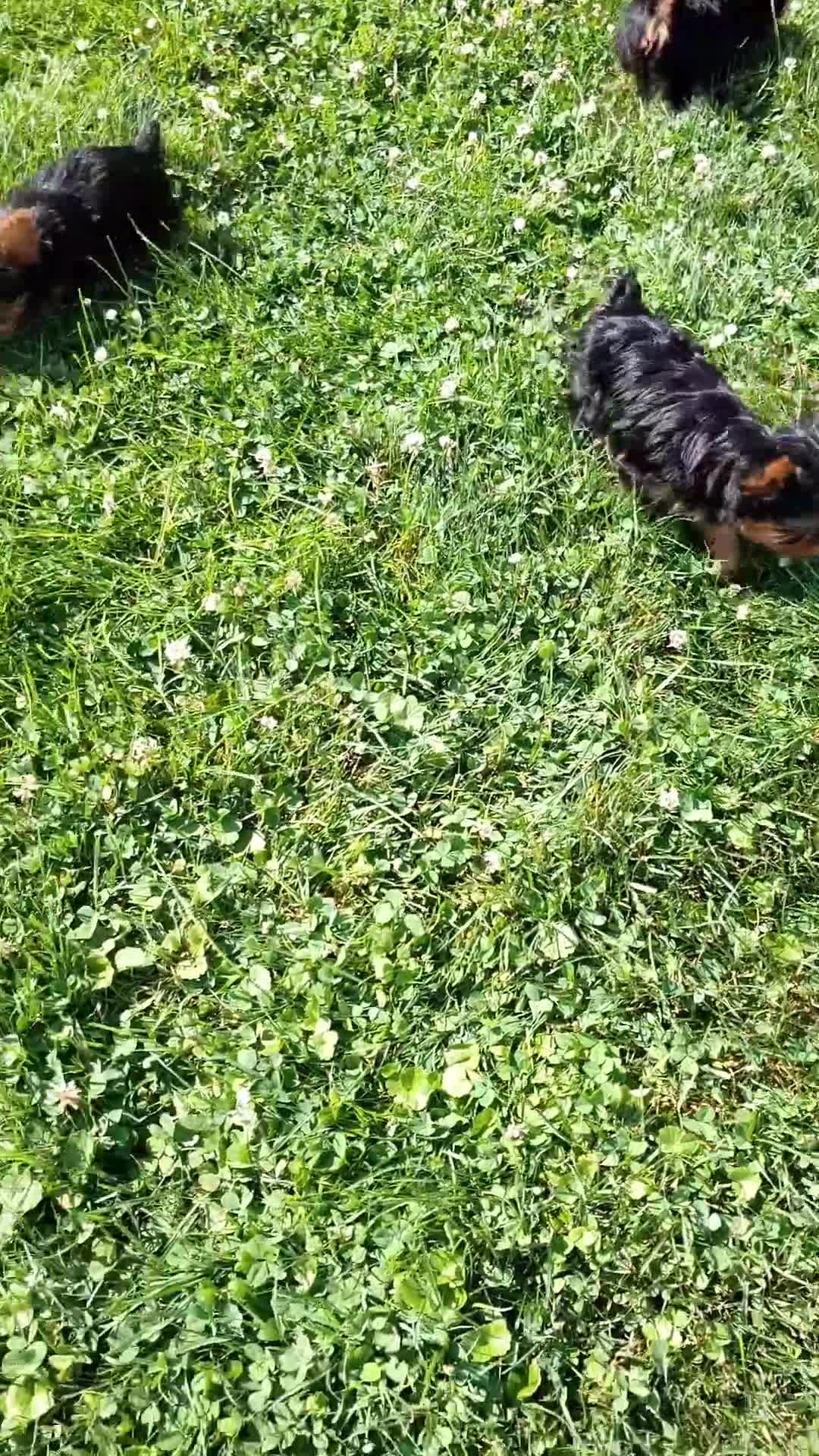 Yorkshire Terrier dogs for sale: Tiny - Video 1