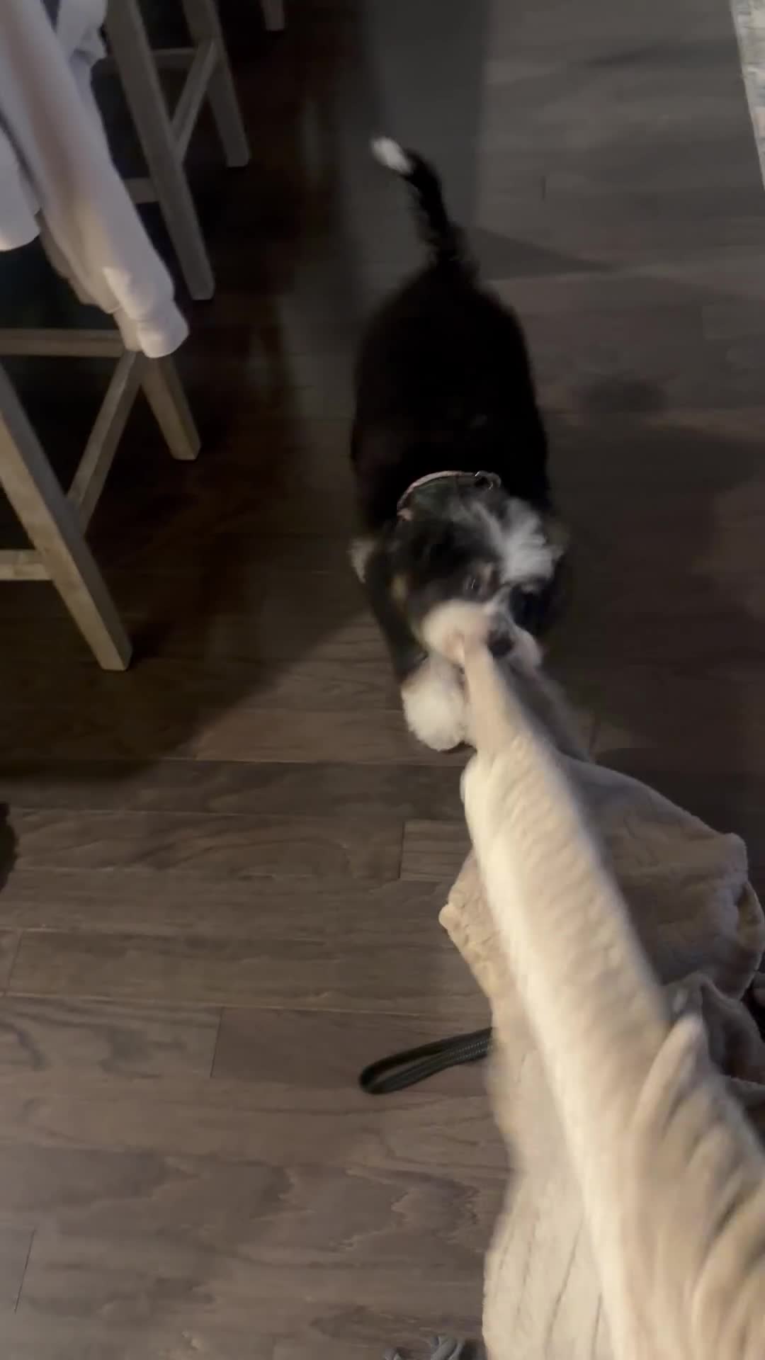Bernedoodle dogs for sale: Roxie - Video 1