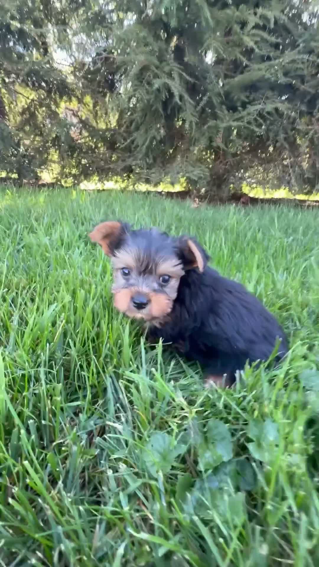 Yorkshire Terrier dogs for sale: Porker - Video 1