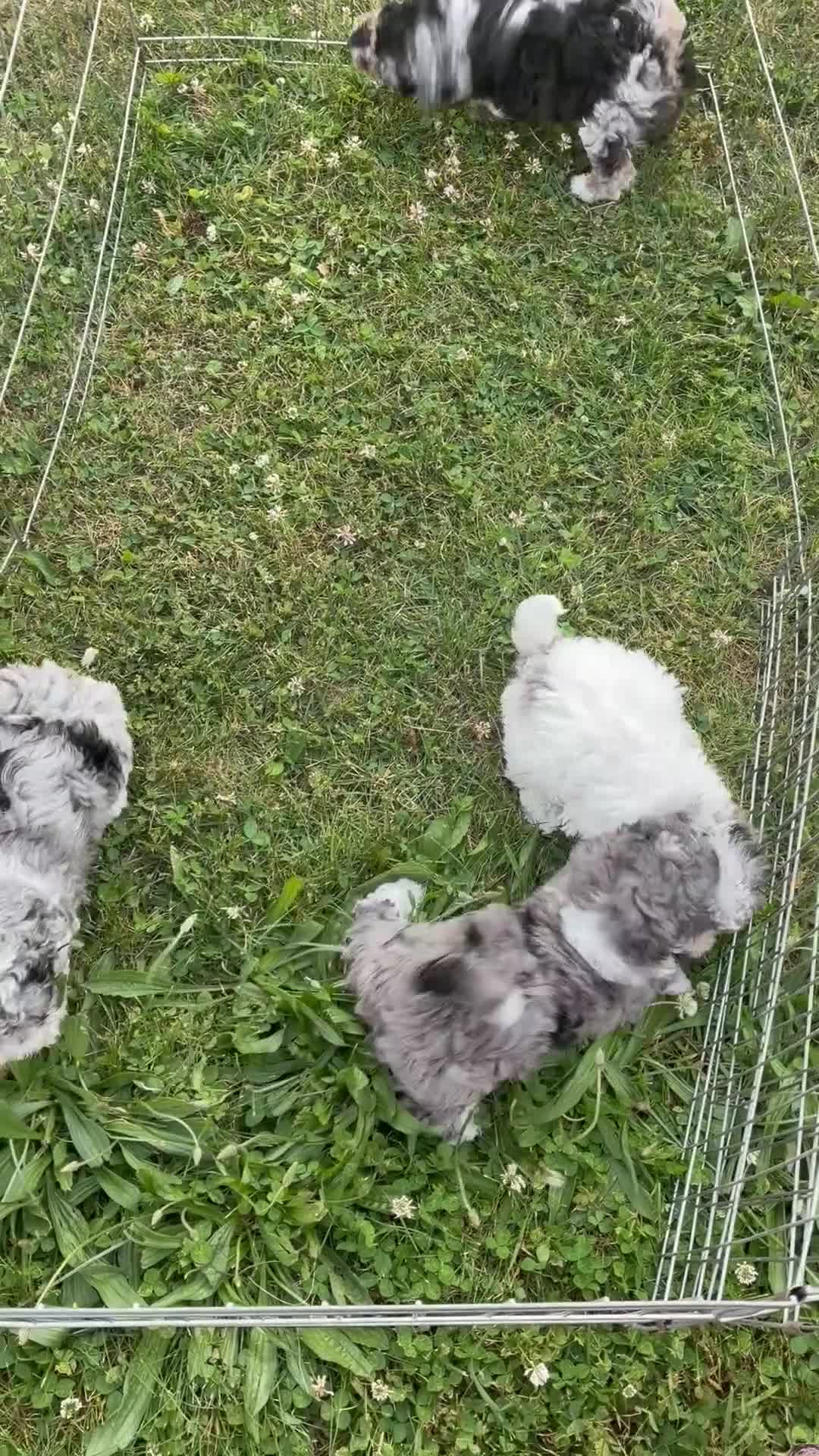 Mini Bernedoodle dogs for sale: Mini Bernedoodle Nicole - Video 2