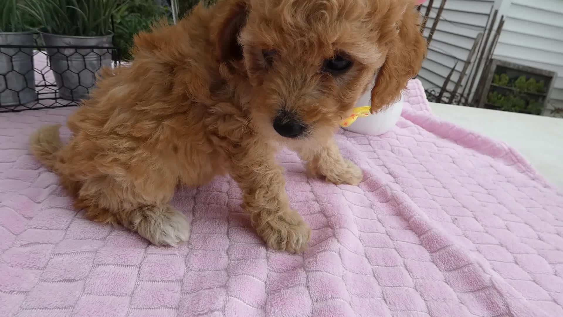 Toy Poodle dogs for sale: Toy Poodle 2 Tootsie - Video 1