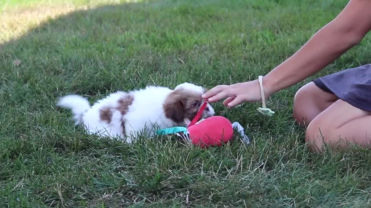 Shih Tzu dogs for sale: River - Video 4