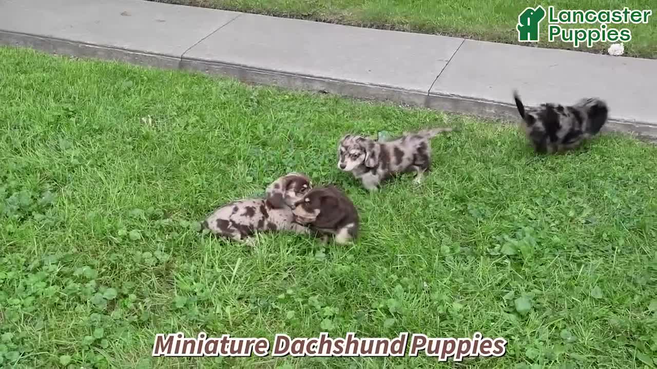 Miniature Dachshund dogs for sale: Kash - Video 1