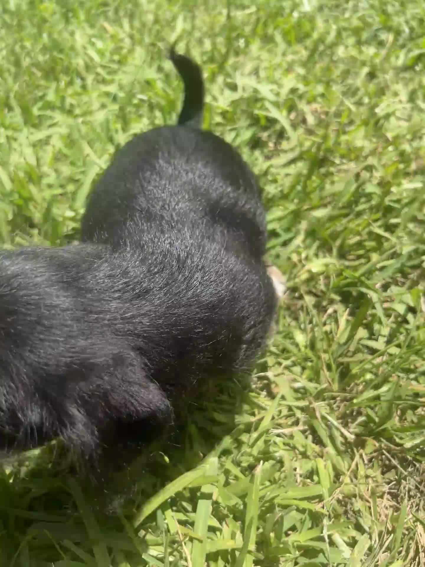 Mixed Breed dogs for sale: Mixed Breed Puppy 4 - Video 1