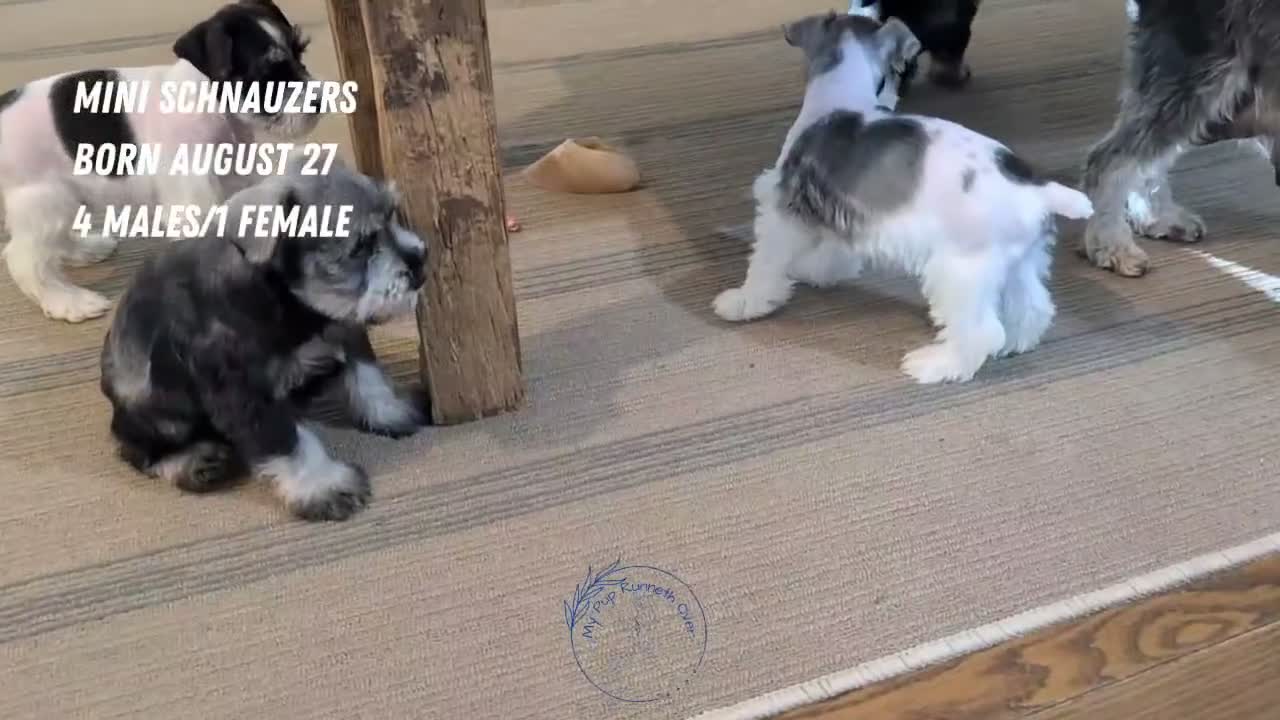 Miniature Schnauzer dogs for sale: Ziggy - Video 3