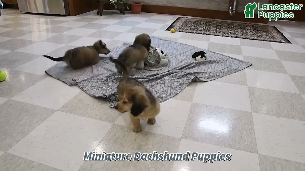 Miniature Dachshund dogs for sale: Monty - Video 1