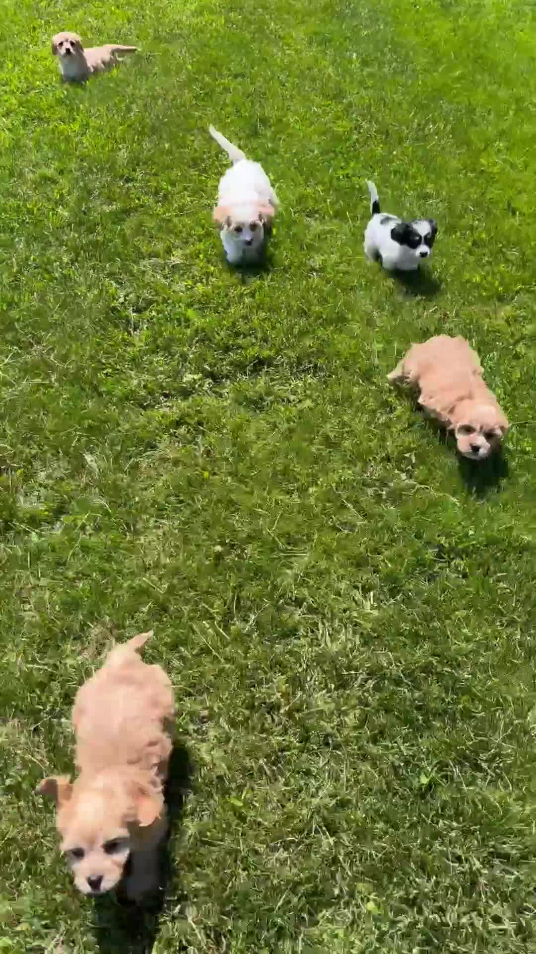 Cavachon dogs for sale: Gracie - Video 2