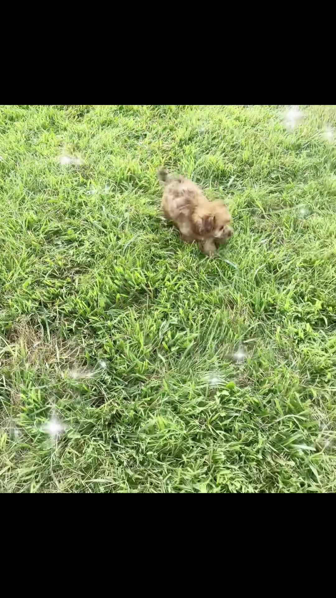 Yorkiepoo dogs for sale: Ella - Video 1
