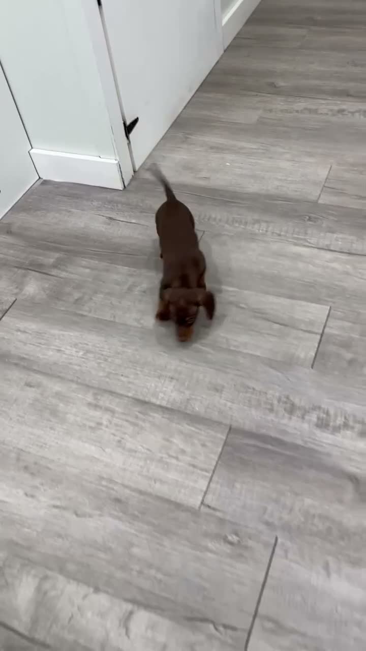 Miniature Dachshund dogs for sale: Asher - Video 1