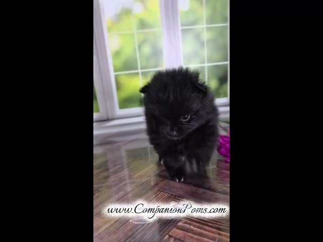 Pomeranian dogs for sale: Fudge - Adventerous Love Bug! - Black Boy - Video 2