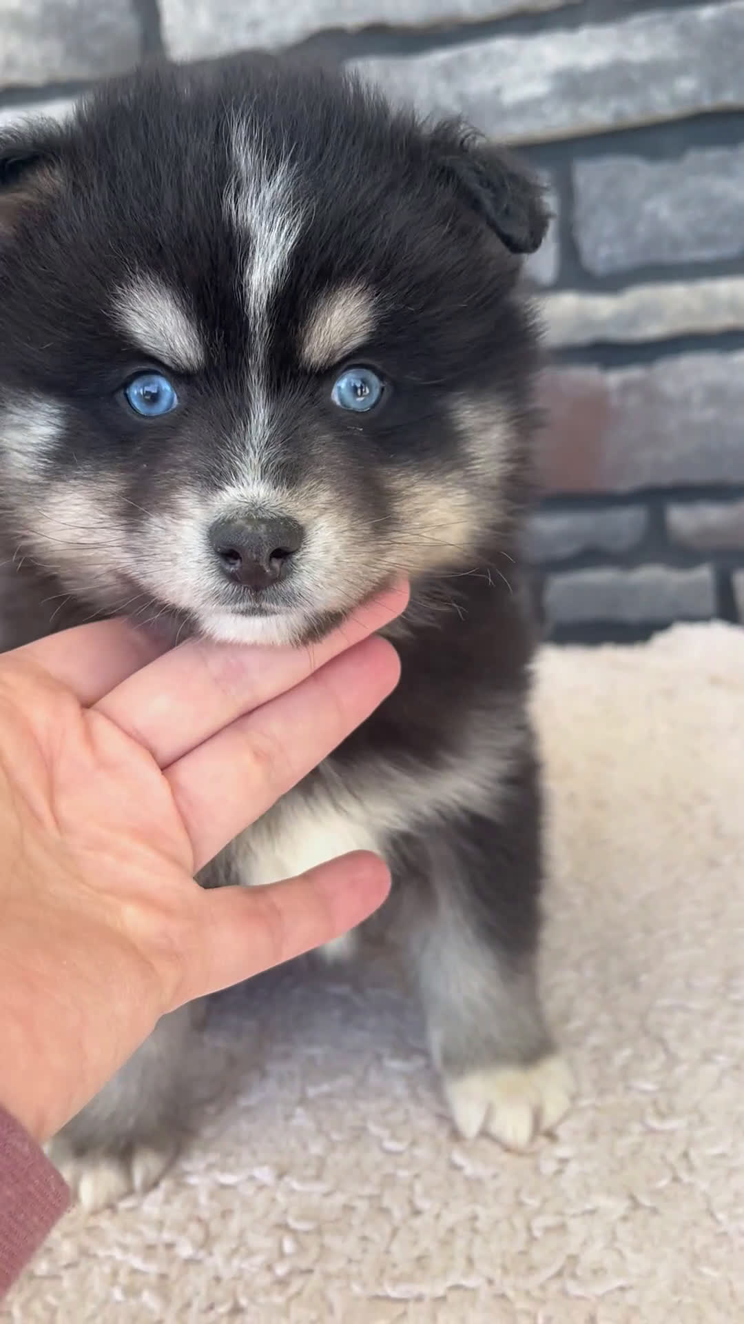 Pomsky dogs for sale: Raven - Video 1