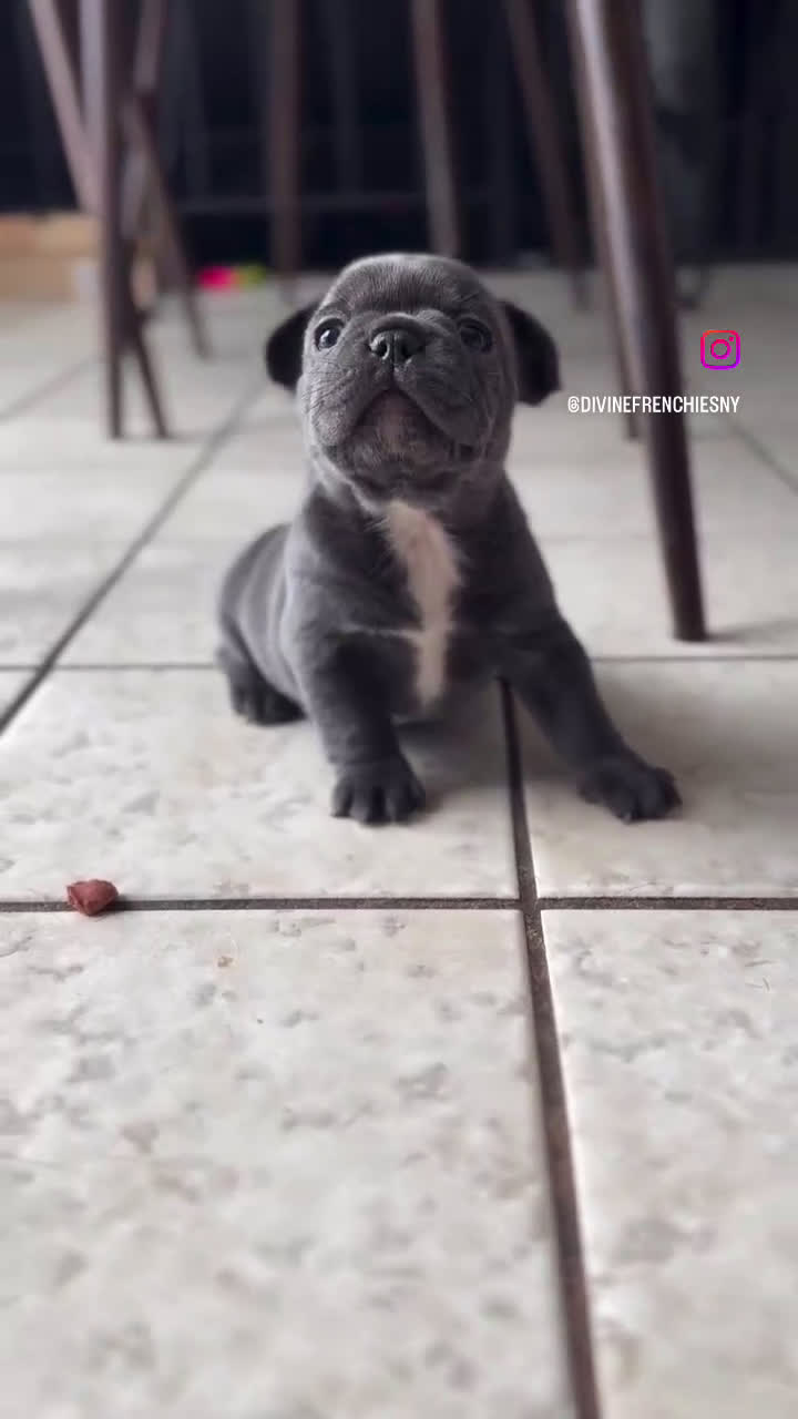 French Bulldog dogs for sale: SZA - Video 1