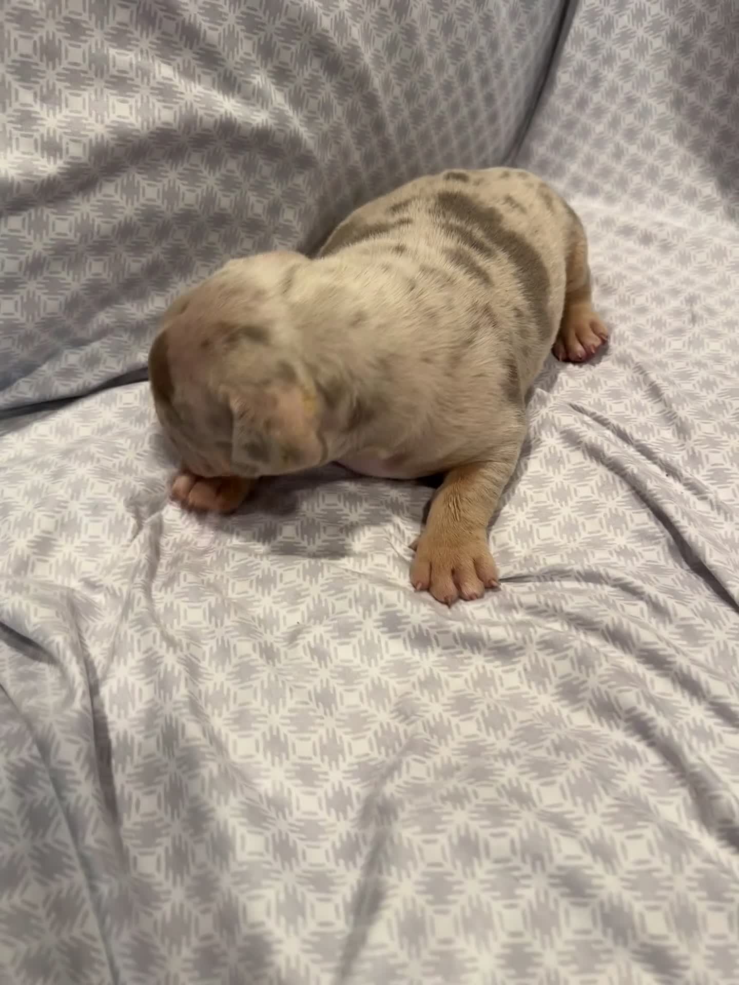 American Bully dogs for sale: American Bully Puppy 4 - Video 1