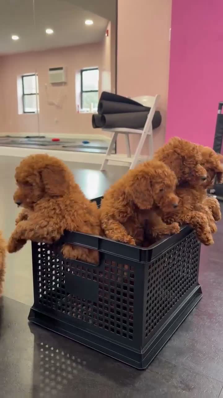 Mixed Breed dogs for sale: Chosen  - Video 1