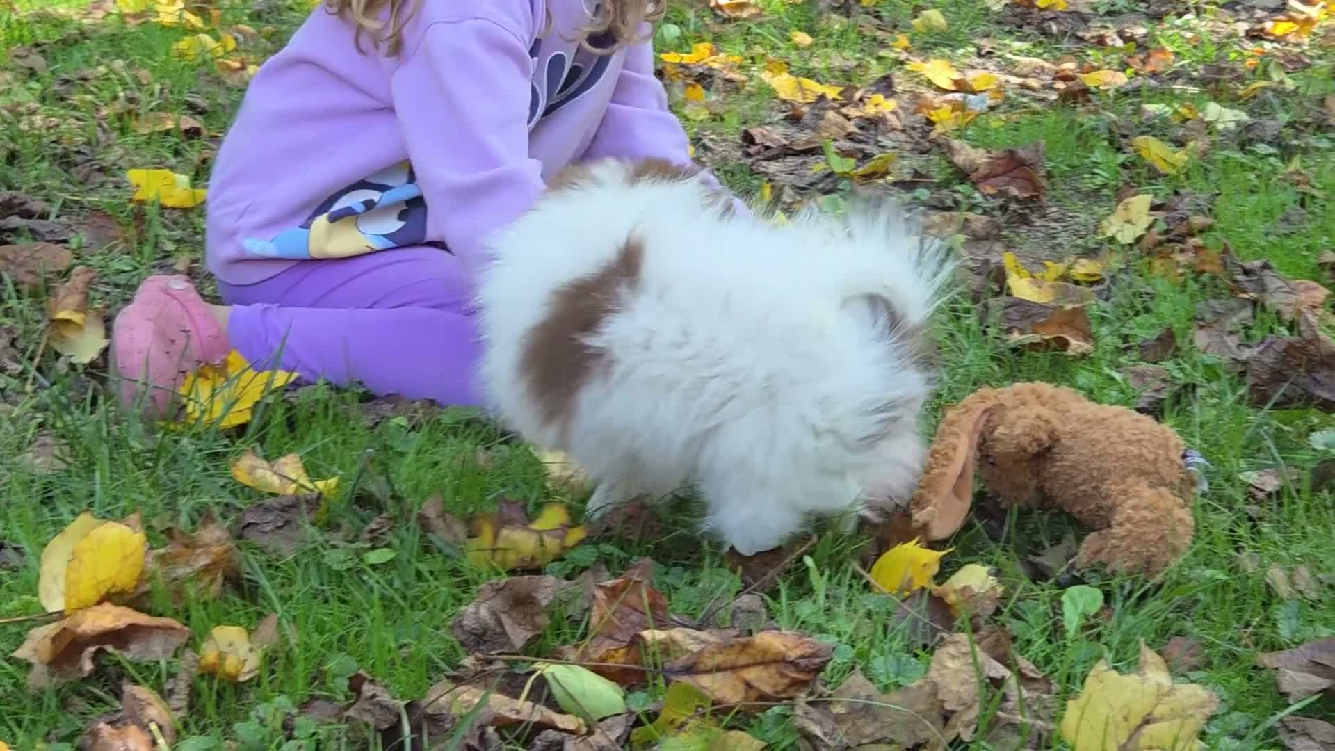 Pomeranian dogs for sale: Kibbles Pomeranian  - Video 1