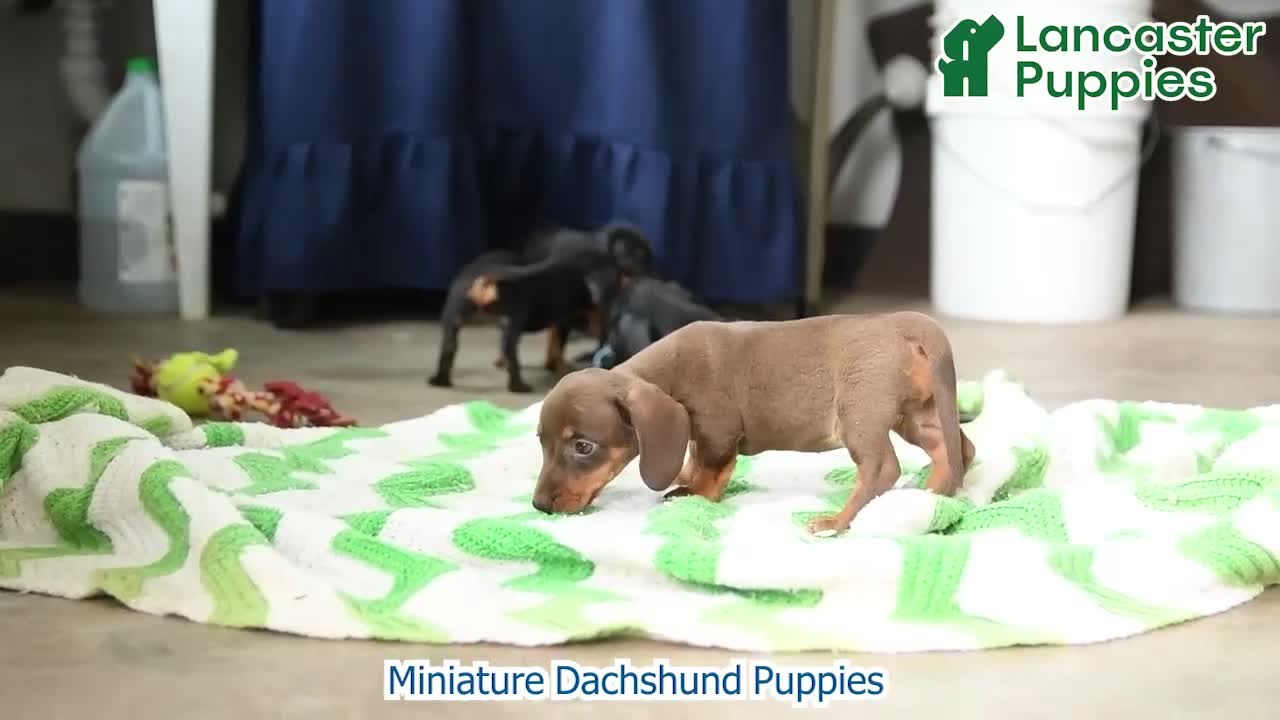 Miniature Dachshund dogs for sale: Roxie - Video 1