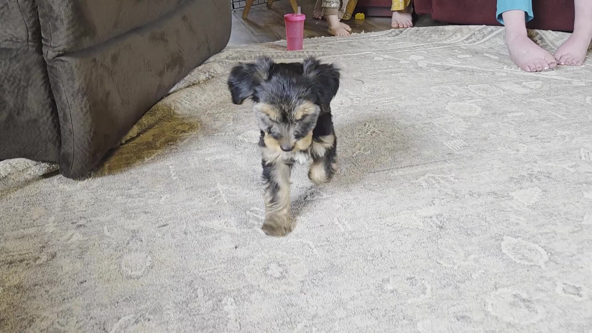Yorkshire Terrier dogs for sale: Twila - Video 2