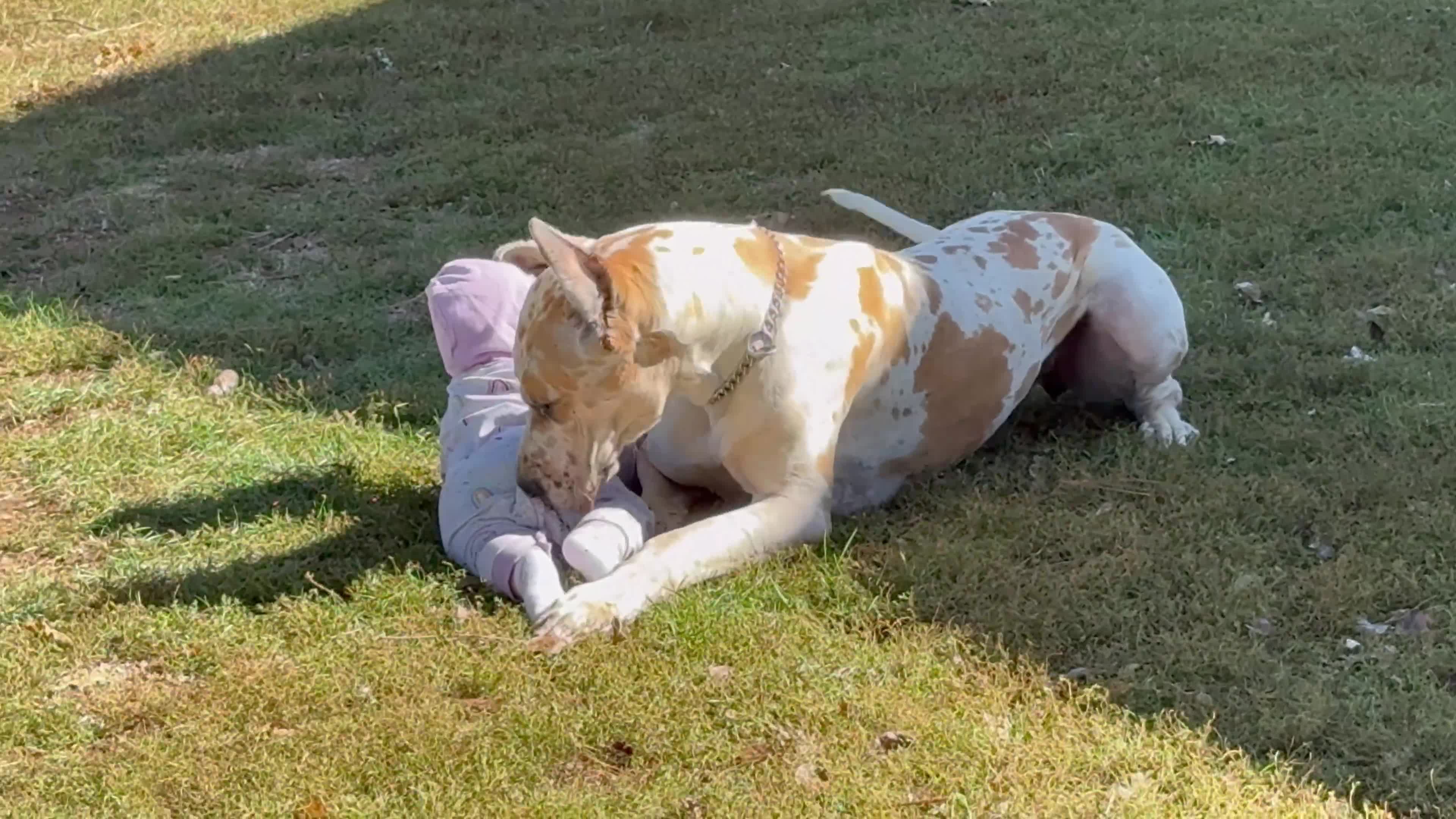 Great Dane dogs for sale: Zoey - Video 1