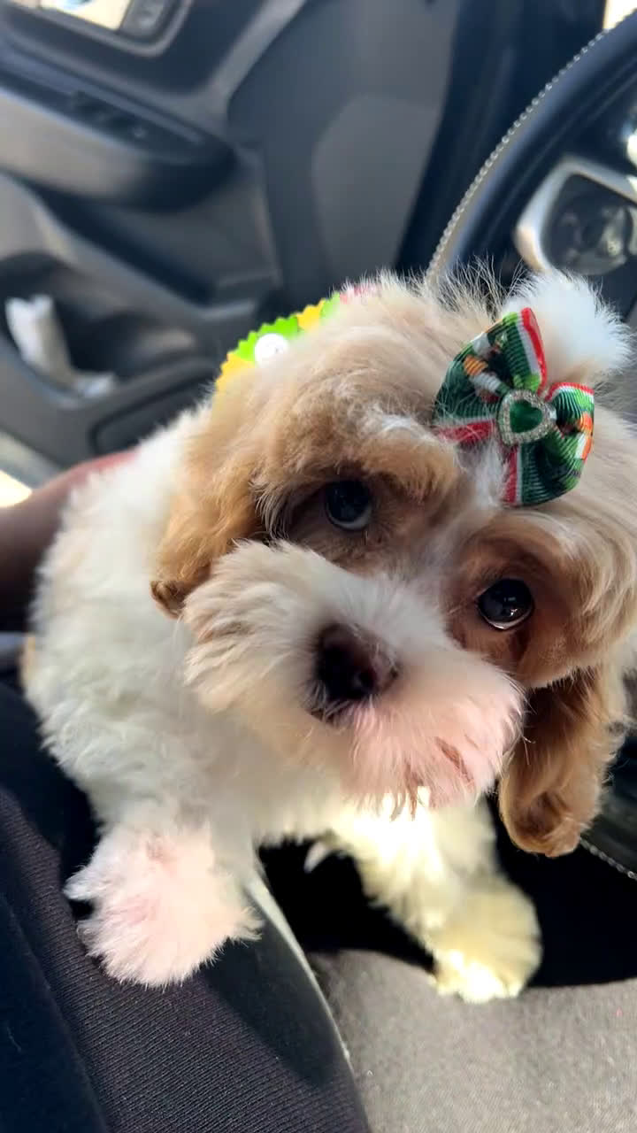 Cavapoo dogs for sale: Cavapoo Puppy 1 - Video 1