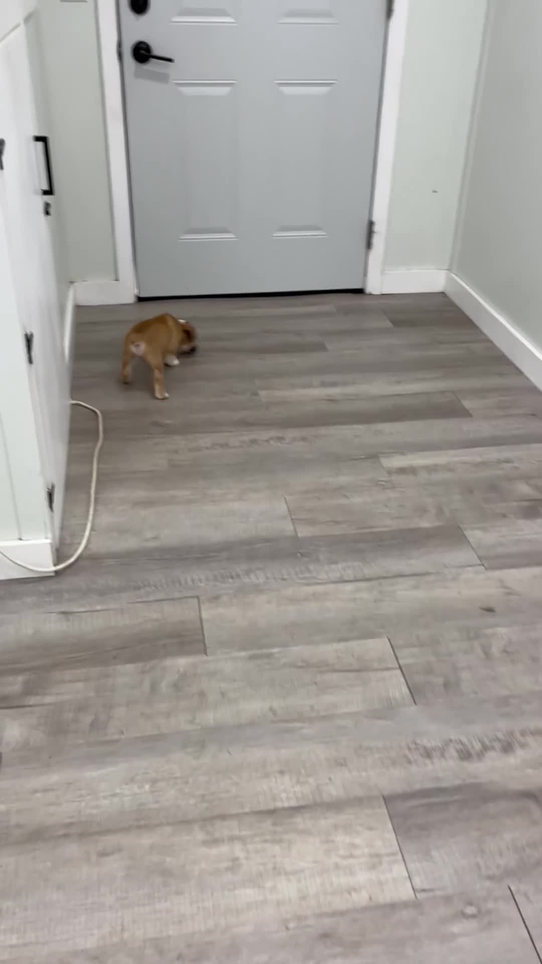 Beabull dogs for sale: Duke - Video 4