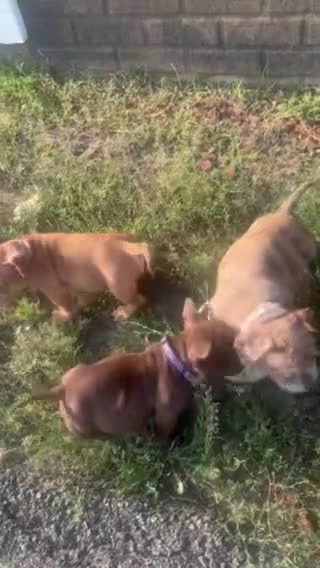 American Bully dogs for sale: Royalty - Video 1
